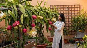 सुपर फूड ड्रैगन फ्रूट की करें होम गार्डनिंग, मिलेगा बंपर पैदावार, यहां जानें कैसे?