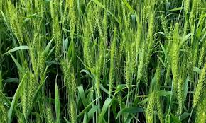 गेहूं की फसल में पहला पानी पर डाले ये 2 खाद, खेत कल्लो से भर जायेगा