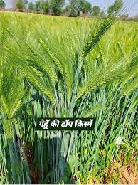 मध्य भारत में अधिक उत्पादन देने वाली गेहूं की टॉप 5 किस्मों के बारे में जानें..