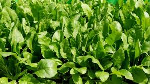 सेहत रखें फिट, कमाई में हिट…नवंबर में उगाएं ये 5 हरे साग, देखते ही टूट पड़ते हैं लोग, ऑल टाइम फेवरेट