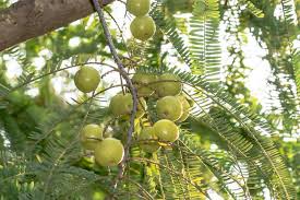 एक बार लगाएं, 30 साल तक कमाएं मुनाफा! किसान करें इस खट्टे फल की खेती