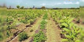 यूट्यूब से मिला आइडिया! अमरूद के बाग में लगा दिए धनिया, मेथी, मूली, पालक, अब हो रही तगड़ी कमाई