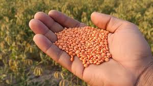 मसूर की यह नई किस्म देगी किसानों को बंपर पैदावार, जानिए इसकी खासियतें