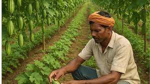 किसान नवंबर के महीने में करें इस फसल की खेती, 3 साल तक मिलेगा बंपर पैदावार! यहां जानें पूरी जानकारी