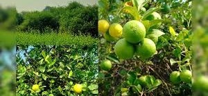 अचार से बाजार तक, भरतपुर के किसानों के लिए सोने जैसा पौधा है बारहमासी नींबू, सालभर दे रहा मुनाफा