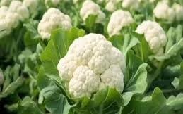 किसान भाई दिसंबर में लगा दें फूलगोभी, 90 दिन बाद होगी पैसों की बारिश!