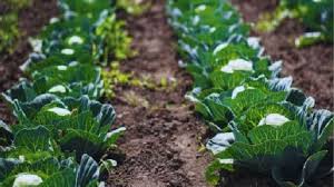 किसान गोभी के इस किस्म की कर लें खेती, घर बैठे होगी छप्परफाड़ कमाई