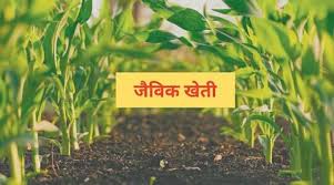 जैविक खेती की ओर बढ़ते कदम: सीहोर के किसान अपना रहे प्राकृतिक खेती, कम लागत में पा रहे बढ़िया मुनाफा