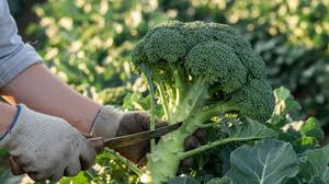 ब्रोकली की ये दो किस्में देती हैं बंपर पैदावार, किसान खेती कर बन सकते हैं लखपति!
