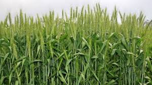 किसानों के लिए वरदान है गेहूं की ये वैरायटी, कम पानी में देती है बंपर पैदावार