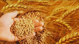 किसानों को गेंहू की इन वैरायटी से मिलेगी 81 क्विंटल प्रति हेक्टेयर तक की पैदावार!