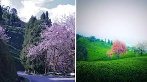 सिक्किम में छिपा खूबसूरती का खजाना; कम बजट में ऐसे बनाएं घूमने का प्लान, फॉलो करें ये ट्रेवल गाइड