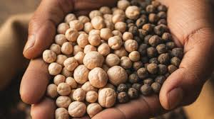 ये हैं चना की टॉप 3 किस्में, पैदावार 32 क्विंटल प्रति हेक्टेयर तक, जानें अन्य विशेषताएं