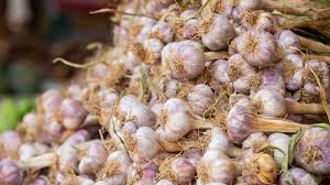 रबी सीजन में लहसुन की ये टॉप 3 किस्में देंगी किसानों को लाखों की कमाई