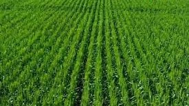 ये अनोखा बीज टेस्ट…. गेहूं की बुवाई से पहले जानें बीज का सही जमाव, बढ़ाएं फसल की उपज