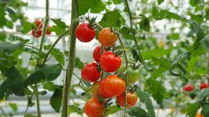 कम खर्च, ज्यादा मुनाफा! टमाटर की इन टॉप 5 वैरायटी से होगी रिकॉर्ड तोड़ पैदावार