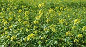 सरसों इन 5 किस्मों से होगी तगड़ी कमाई, यहां जानें कैसे?