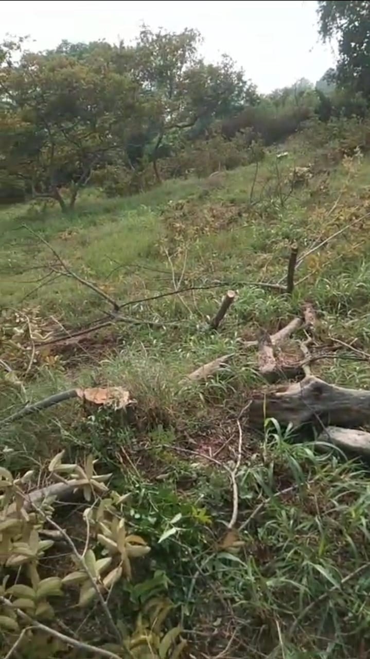 भुतहा नर्सरी में बिना अनुमति हो गई फलदार पेड़ कटाई, प्रशासनिक लापरवाही या मिलीभगत?