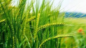 खेती में तहलका मचाने आ रही है गेहूं की यह नई किस्में, उत्पादन होगा बंपर, गुणवत्ता में कोई नहीं कर पाएगा मुकाबला