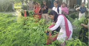 महिलाएं सुपरफूड मोरिंगा से बन गई लखपति, साल भर की कमाई जान रह जाएंगे दंग