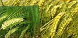 दिसंबर में लगा दें गुलंबरी गेहूं, दिखने में तांबे जैसी, उत्पादन सोना