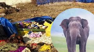सूरजपुर में हाथी ने नवजात को कुचलकर मार डाला, झोपड़ी तहस-नहस कर दी