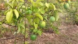 आम, अमरूद से बढ़िया इस फल की खेती! एक बार लगाएं, 6 महीने बाद फल, 4 साल तक कमाई