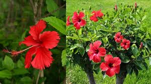 ठंडी के कारण गुड़हल के पौधे पर नहीं आ रहे फूल? अपनाएं ये टिप्स, फूलों से लद जाएगी हर डाली