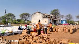 खेत में लगा है दलहन और किसान बेच रहा है धान, राजस्व विभाग की मिलीभगत! कलेक्टर से शिकायत