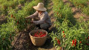 कम लागत में लाखों की आमदनी, किसानों के लिए मिर्च की खेती बनी मुनाफे का सौदा