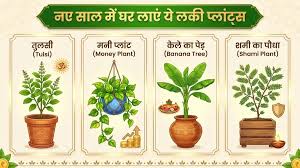 नए साल में आपकी किस्मत बदल देंगे 4 पौधे, इस दिशा में लगाने से आएगी खुशहाली