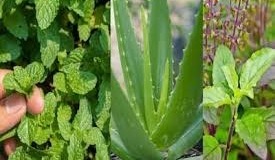 घर के गार्डन में लगाएं ये तीन सुपर हर्बल प्लांट्स, कम देखभाल में भी फलते-फूलते हैं, सेहत के लिए तीनों है पावरहाउस