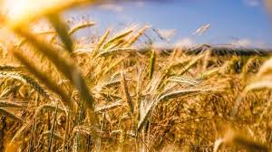 सुनहरी फसल का राज! गेहूं की बुवाई से पहले जरूर करें ये काम, एक्सपर्ट ने बताया राज