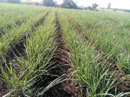 गन्ने की 2 लाइनों के बीच लगा दें मिर्च, लहसुन या आलू… लागत कम, मुनाफा डबल! जानें ट्रेंच विधि के फायदे