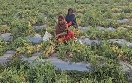 किसान ने खेती में अपनाया यह मॉडल, अगेती फसलों से चमक गई किस्मत