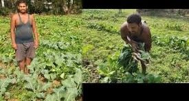 6 कट्ठा जमीन पर करते हैं तीन फसल, हर महीने होती है इतनी कमाई, चारों तरफ हो रही चर्चा