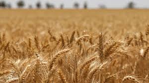 जनवरी में गेहूं की बुवाई! किसान को इन टॉप 5 किस्मों से मिलेगी 81 क्विंटल प्रति हेक्टेयर तक बपंर पैदावार