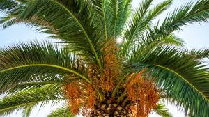 खजूर की खेती से किसानों की बल्ले-बल्ले, एक पेड़ से 200 किलो तक उत्पादन संभव