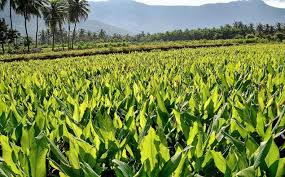 आप भी कमाना चाहते हैं अधिक मुनाफा तो पारंपरिक छोड़ ऑर्गेनिक खेती अपनाएं, घर बैठे कमाए लाखों रुपए