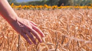 किसानों के लिए बड़ी अपडेट! दिसंबर में बुवाई करें गेहूं की इन टॉप 3 वैरायटी की और पाएं, ज्यादा मुनाफा