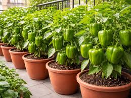 घर की बालकनी में उगाएं हरी भरी शिमला मिर्च, गमले में कैप्सिकम लगाने का आसान और काम का तरीका, यहां जानिए
