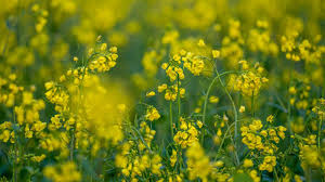 किसान सरसों के खेत में डाल दें ये चीज, दोगुनी हो जाएगी पैदावार, मोटा कमाएंगे मुनाफा