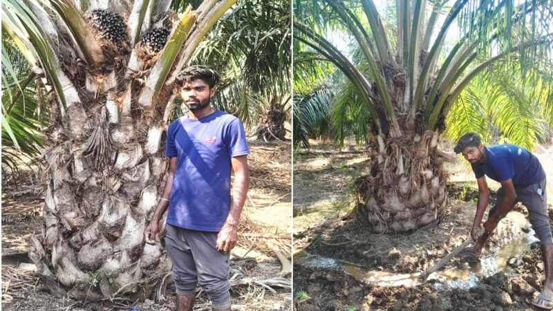 उद्यानिकी फसलों से समृद्धि की राह पर दुर्ग जिले के कृषक