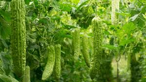 दिसंबर में करें इस औषधीय सब्जी की खेती, कम लागत में जबरदस्त मुनाफा