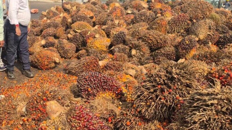 छत्तीसगढ़ सरकार का बड़ा निर्णय : ऑयल पाम की खेती पर अनुदान के अतिरिक्त मिलेगी टॉपअप