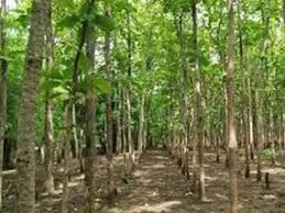 एफडी से ज्यादा रिटर्न! अगर लगा दिया ये पेड़, तो आपकी बल्ले-बल्ले