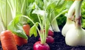 जनवरी में लगा दें इन 5 सब्जियों की नर्सरी! मार्च-अप्रैल में होगी तगड़ी कमाई, जानें कैसे?