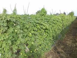 जनवरी में लगाइए यह सब्जी, एक एकड़ में 2 लाख से ज्यादा की कमाई, पूरे साल रहती है डिमांड