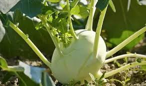 ठंड में गांठ गोभी की खेती बनी किसानों की कमाई का शॉर्टकट