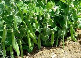 लागत 3 से 4 हजार…कमाई 60 से 70 हजार, मालामाल बना देगी यह खेती, बंपर है डिमांड